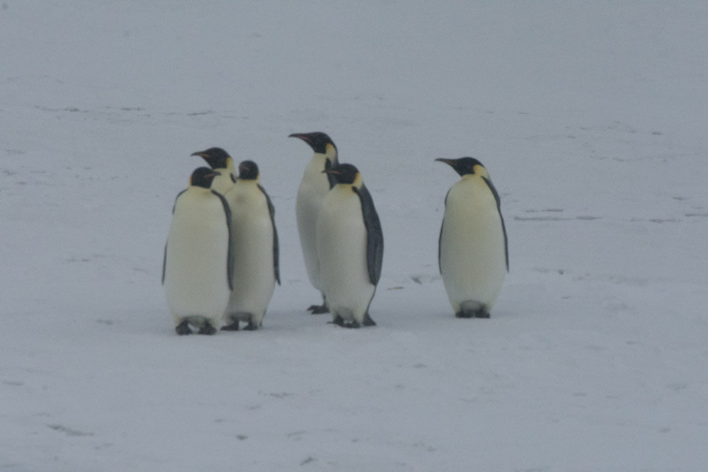 Emperor Penguins