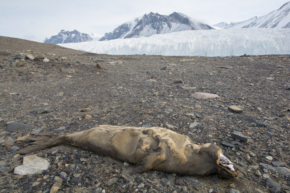 Mummified seal that crawled the wrong way with the Canada Glacier, Taylor Valley, McMurdo Dry Valleys