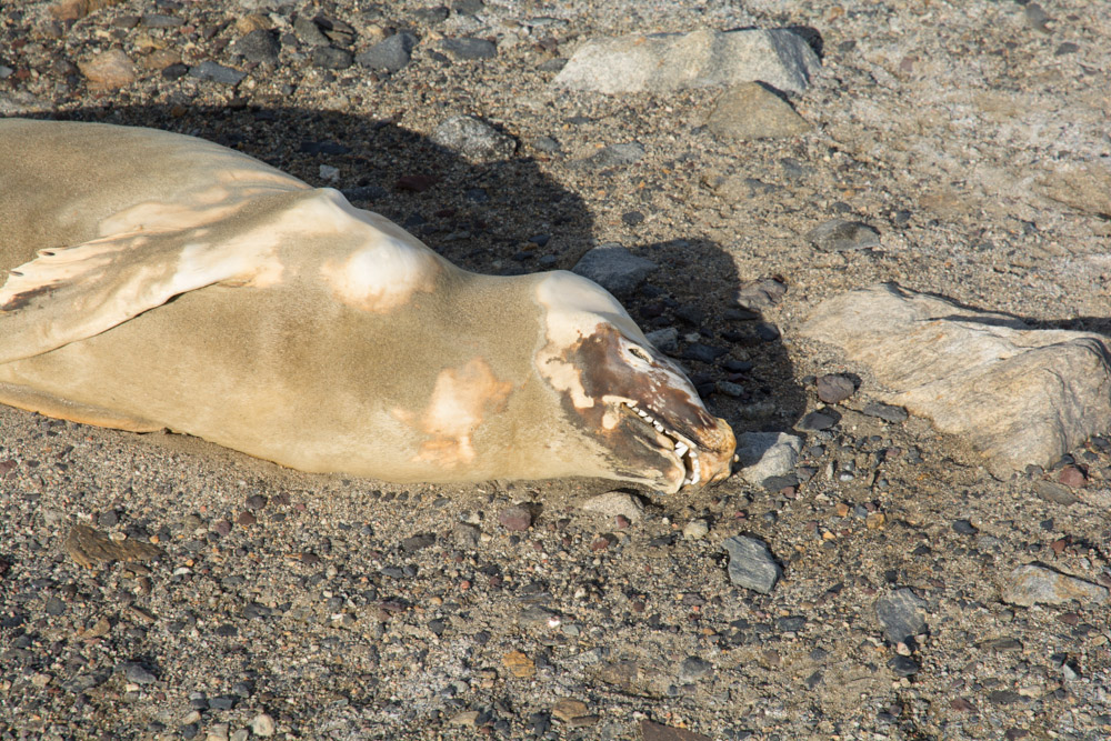 Mummified seal that crawled the wrong way with the Taylor Valley, McMurdo Dry Valleys