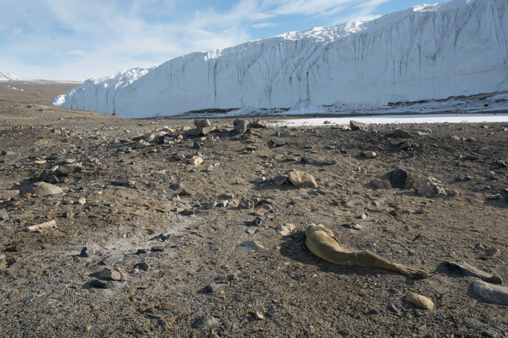 Mummified seal that crawled the wrong way with the Canada Glacier, Taylor Valley, McMurdo Dry Valleys