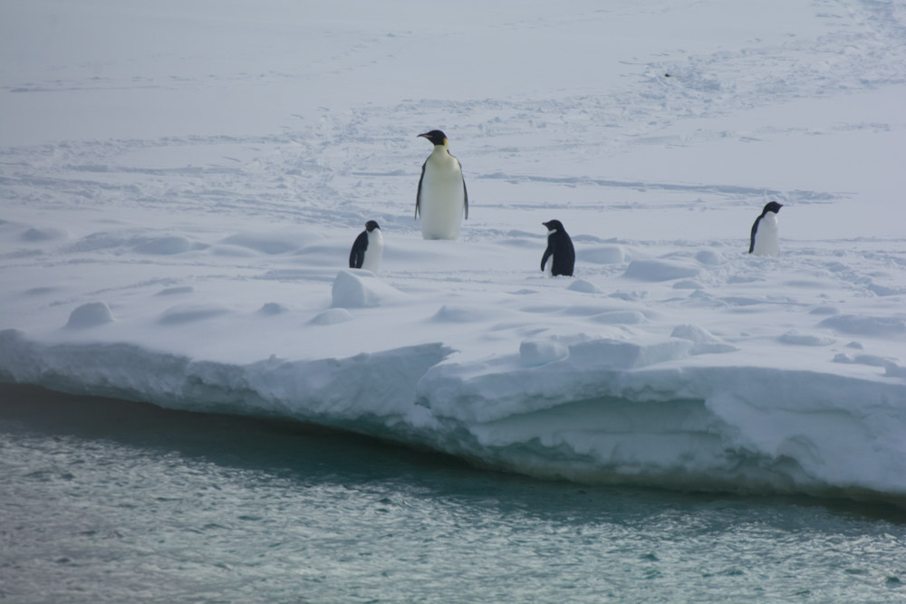Emperor Penguin with 3 Adelies