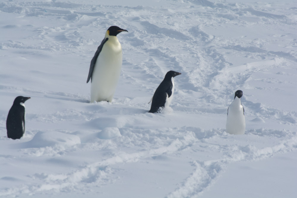 Emperor Penguin with 3 Adelies