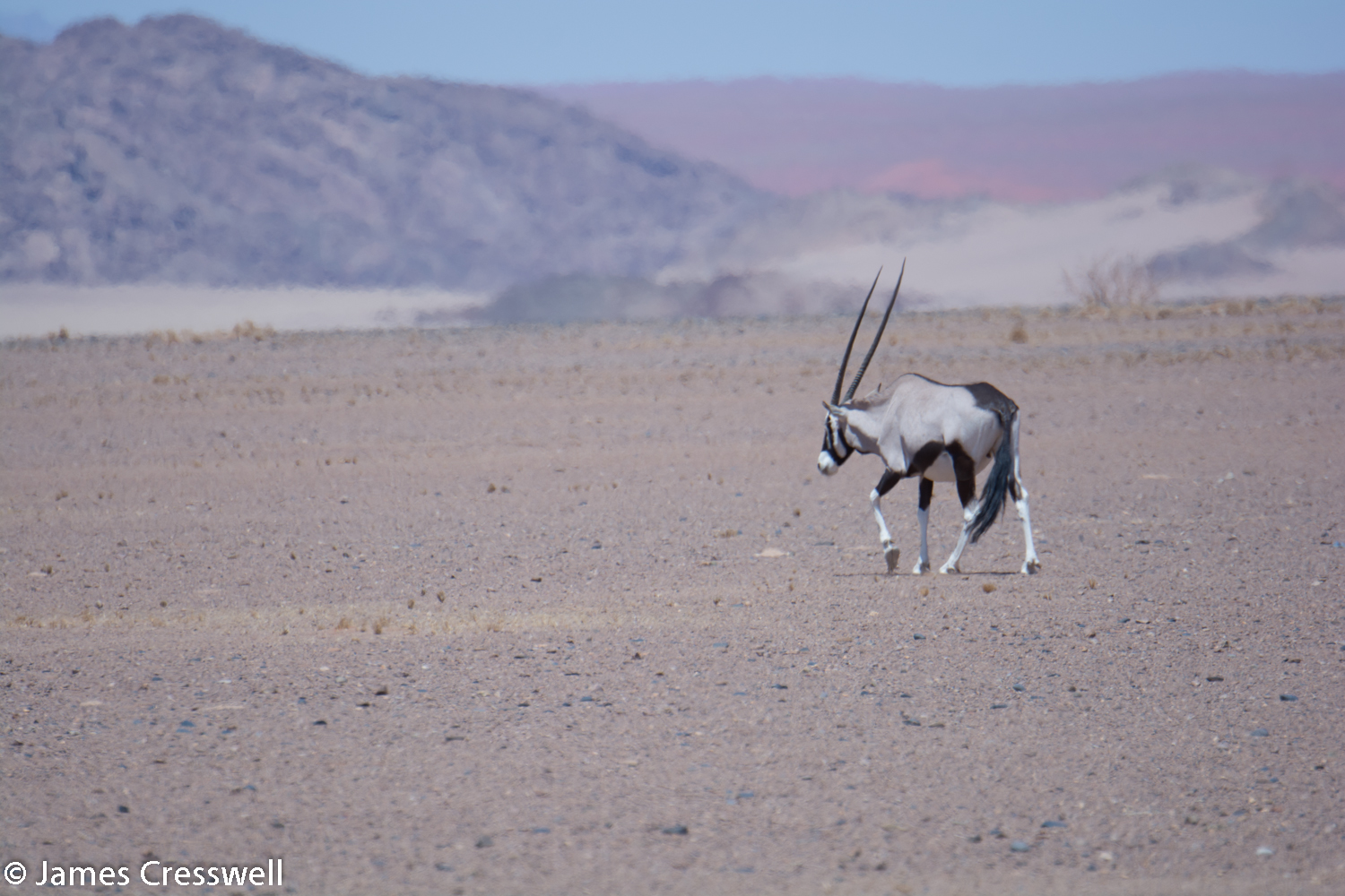 An Oryx