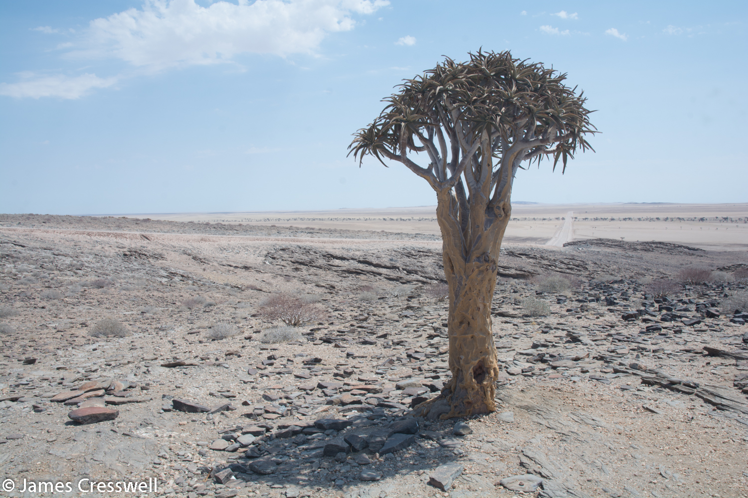 Quiver Tree the branches of which are hollow and have been used to carry arrows