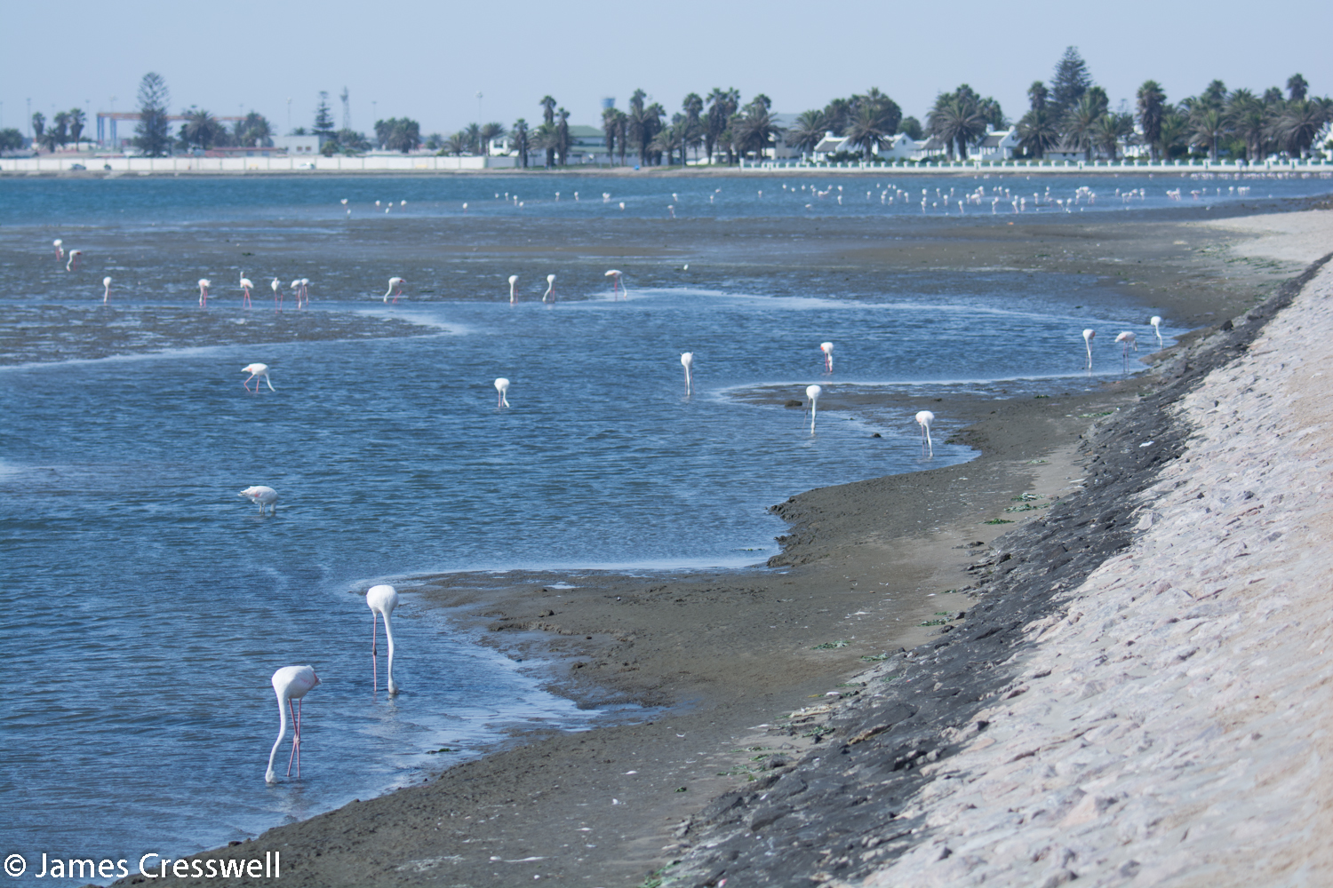 Flamingos, Walvis Bay, Namibia