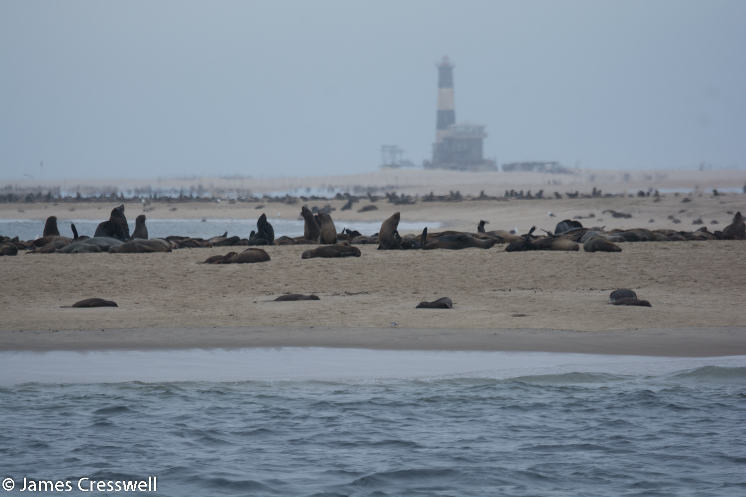 Cape fur seals at Walvis Bay, Namibia
