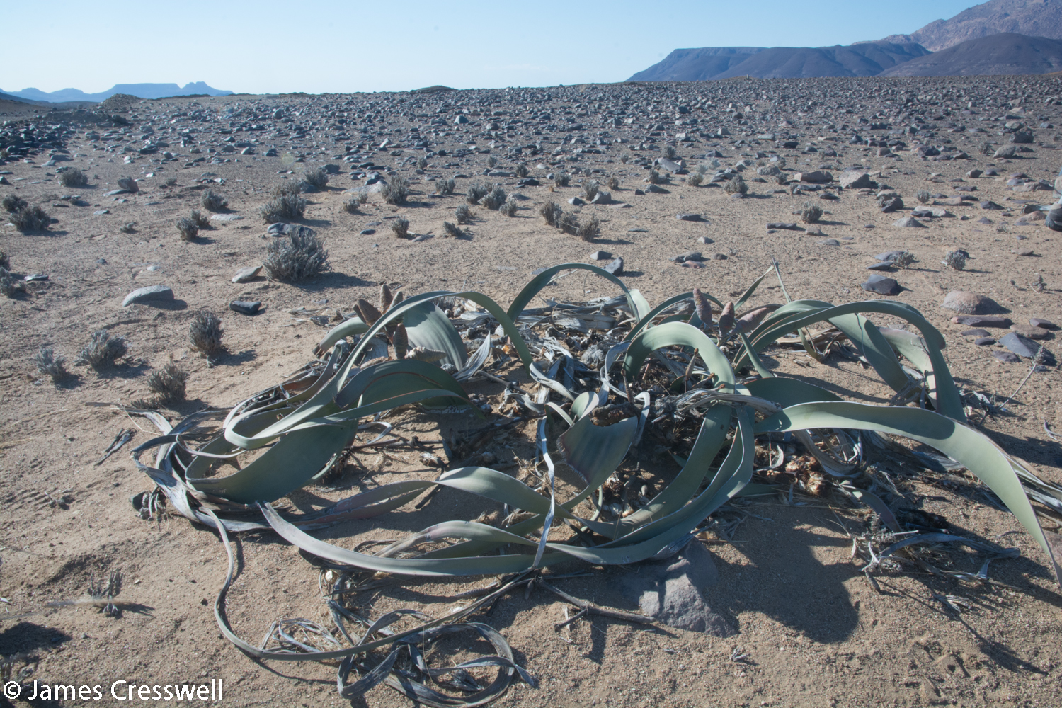 The national emblem plant of Namibia: Welwitschia. This amazing desert plant can capture moisture from coastal for and can live to over 2000 years old.