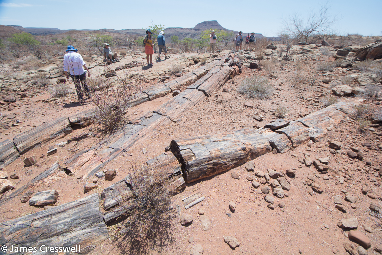270ma Permian petrified trees which grew in cold humid conditions and were up to 30m high. The trees are contained within fluvial sediments of the Karoo supergroup.