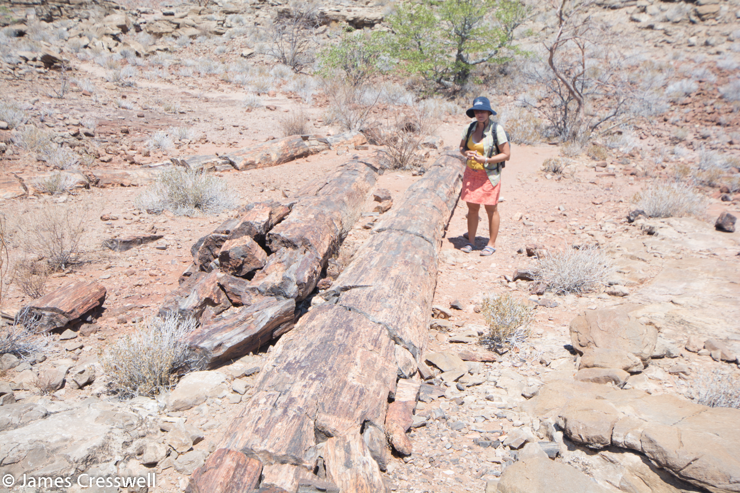 Nicole Grünert with 270ma Permian petrified trees which grew in cold humid conditions and were up to 30m high. The trees are contained within fluvial sediments of the Karoo supergroup. Namibia.