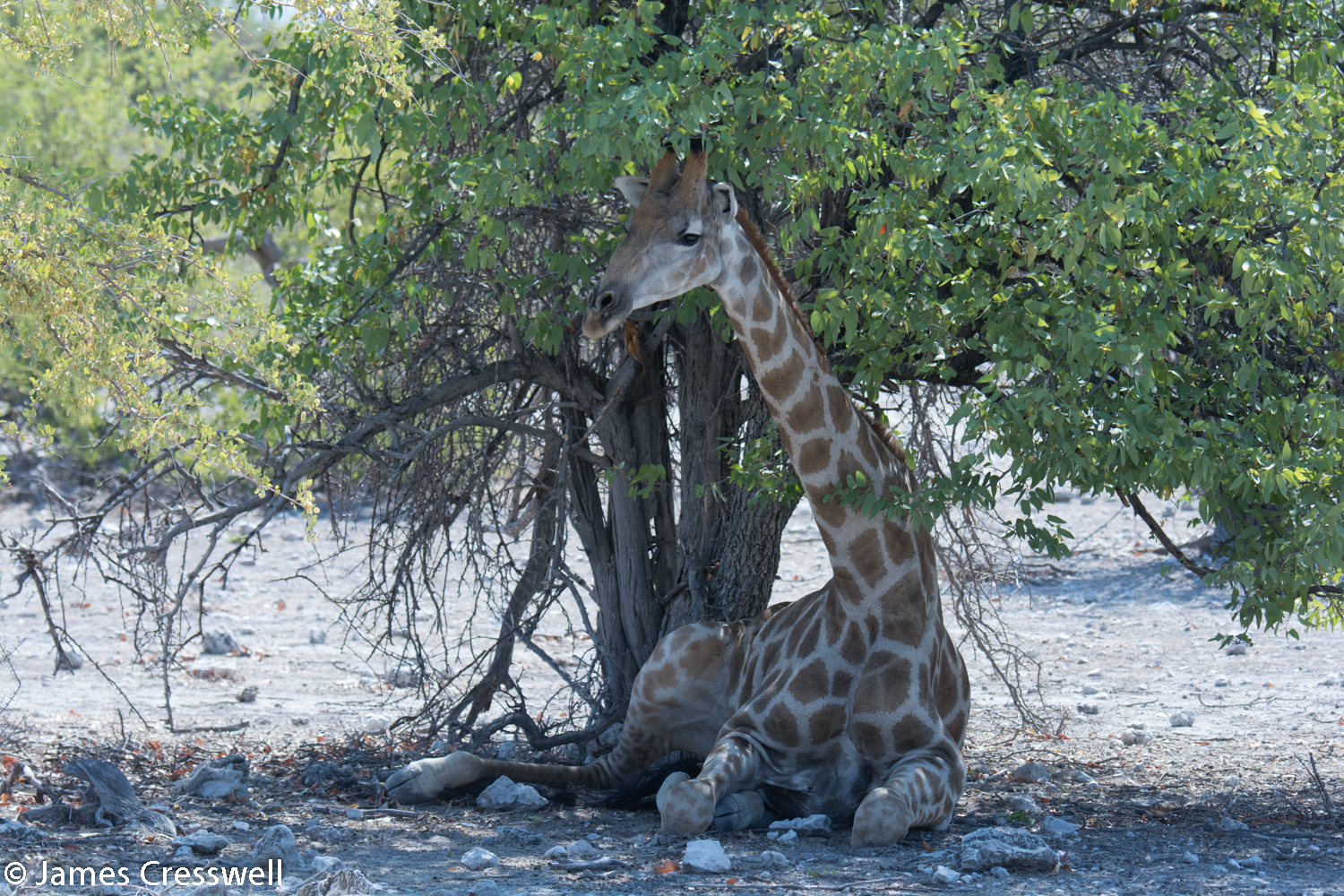 Angolan Giraffe, Etosha National Park, Namibia.