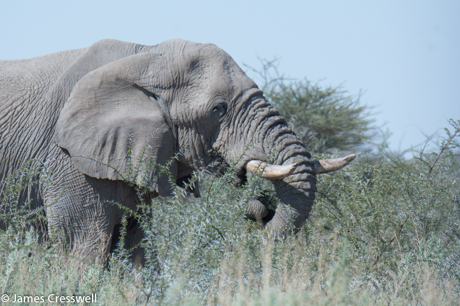 African elephant, Etosha National Park, Namibia.