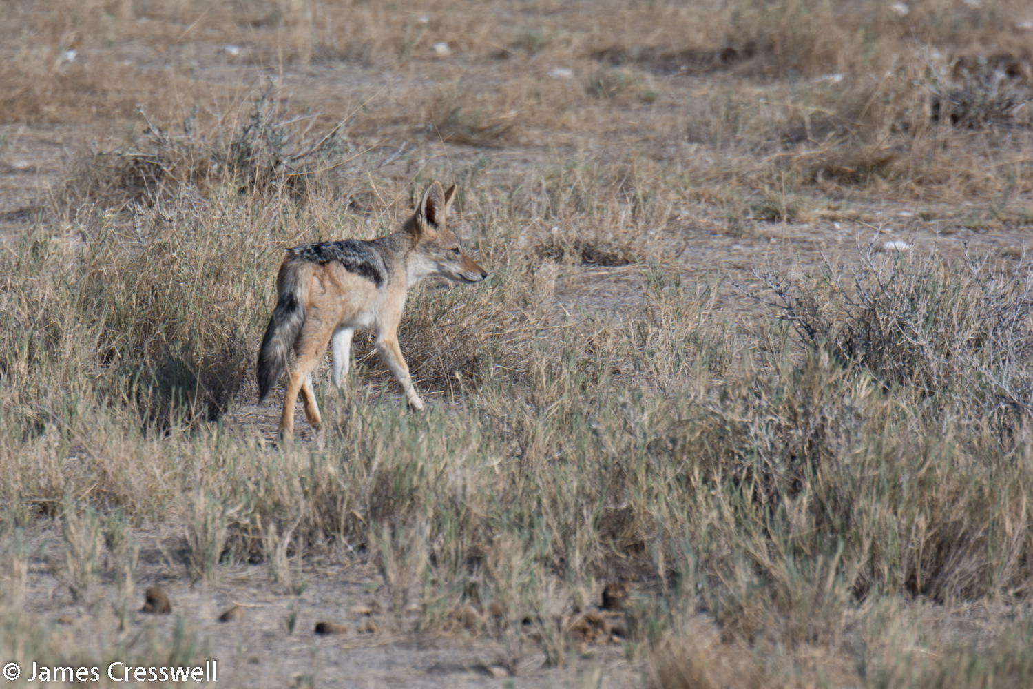 Jackal, Etosha National Park, Namibia.