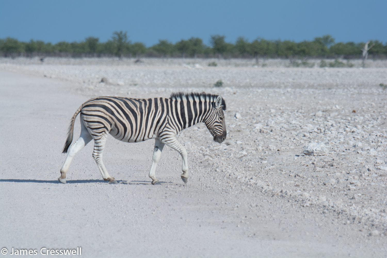 A Zebra crossing, Etosha National Park, Namibia.