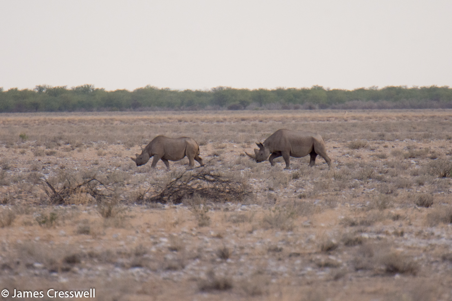Black Rhino, Etosha National Park, Namibia.