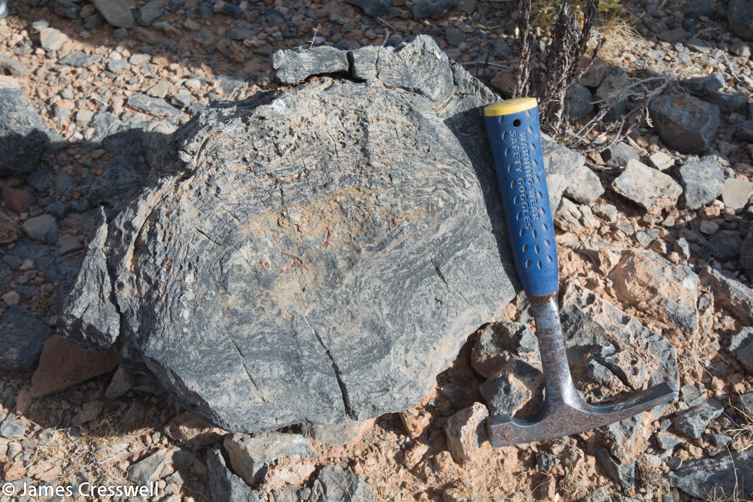 Namibian stromatolites. 548 million years old.
