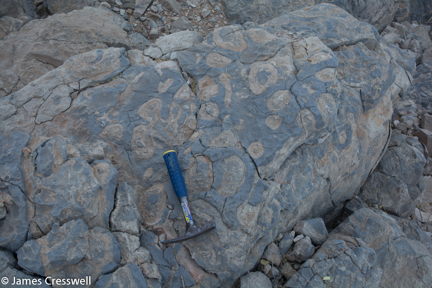 Namibian 548 million year old stromatolites