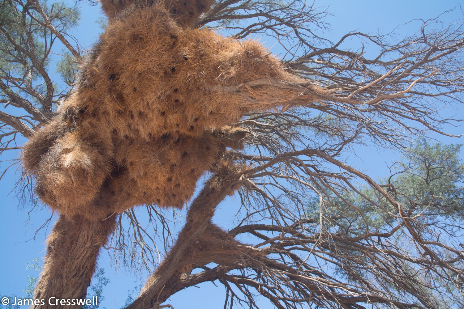 Weaver bird nest in Namibia