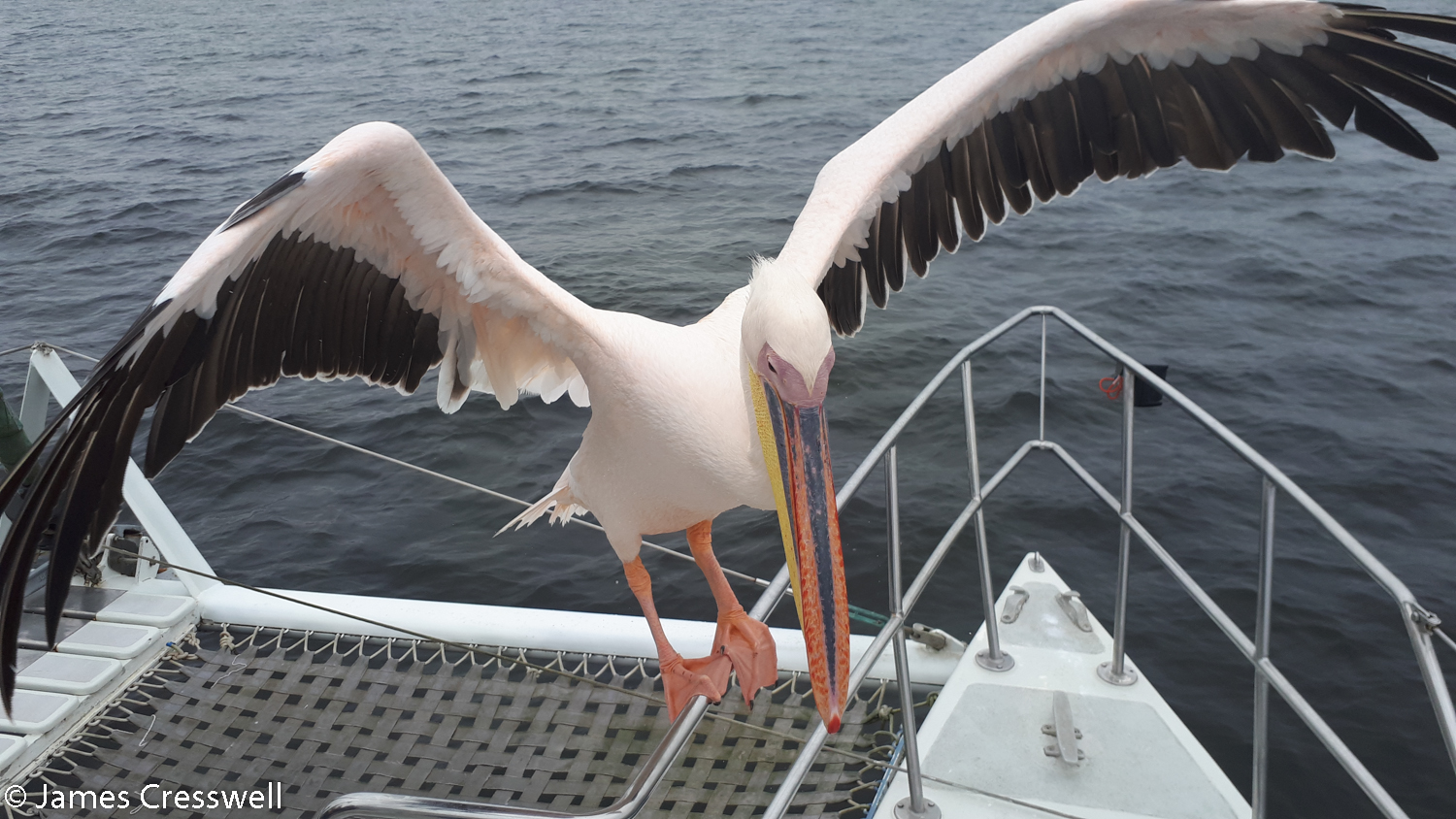 Pelican at Walvis bay Lagoon