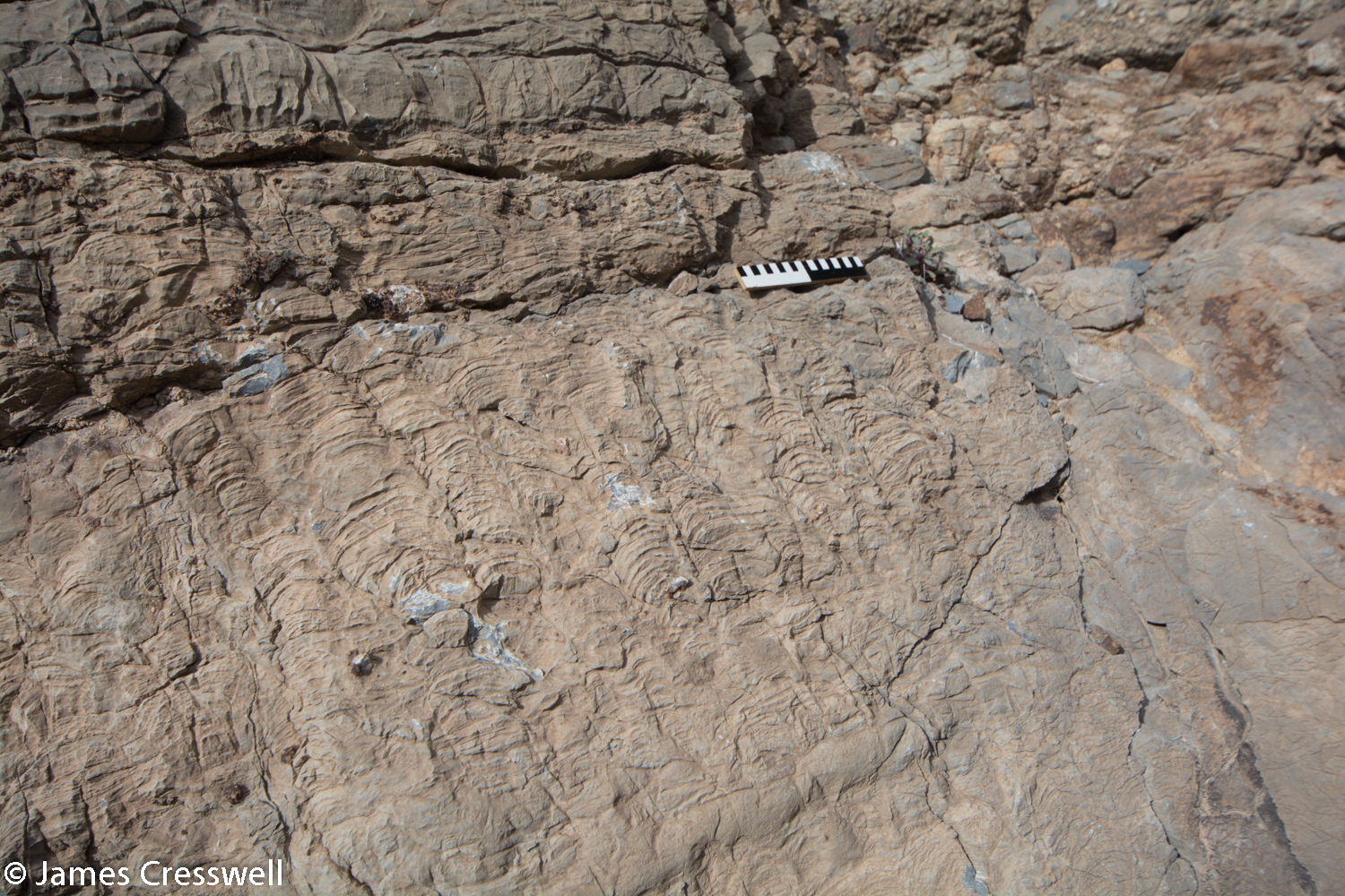 Precambrian stromatolites
