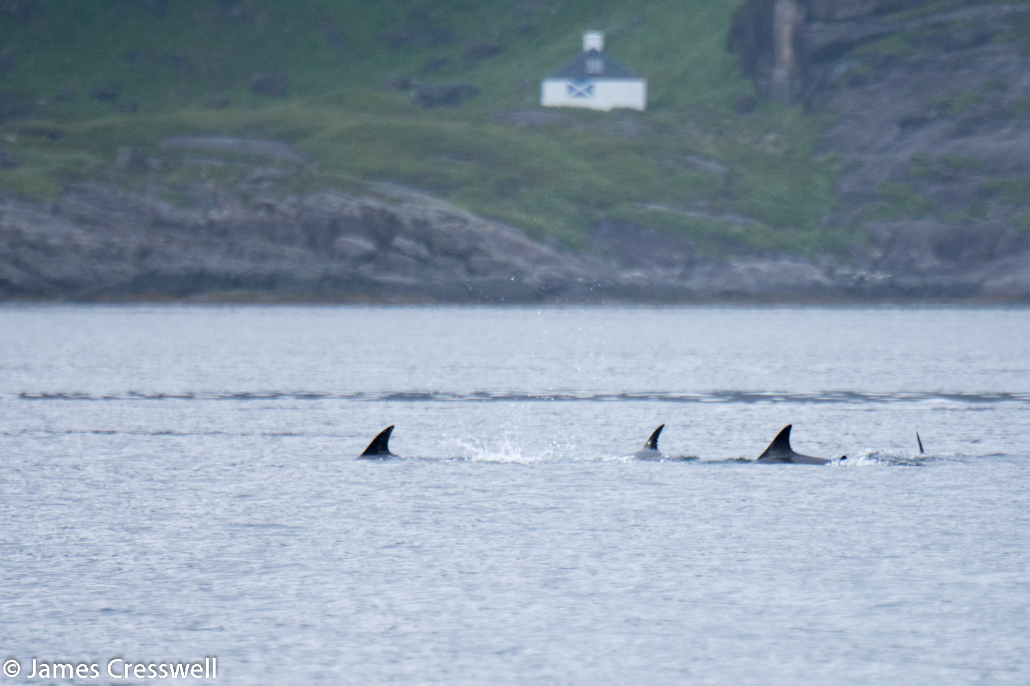 Dolphins, Loch Scavaig