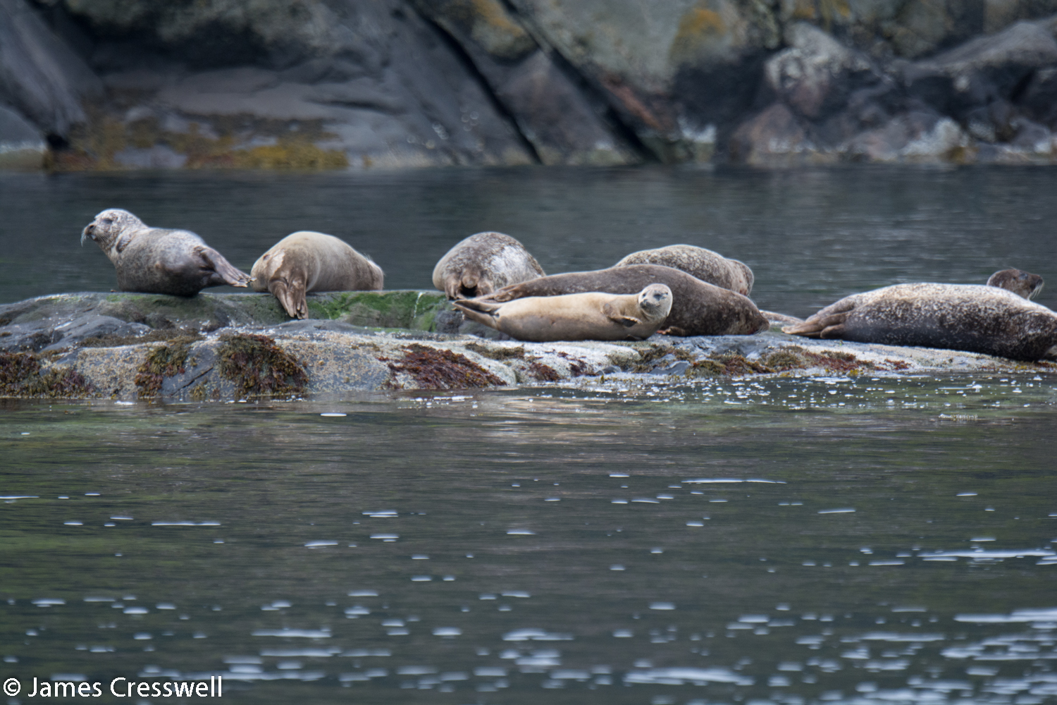 Common Seals