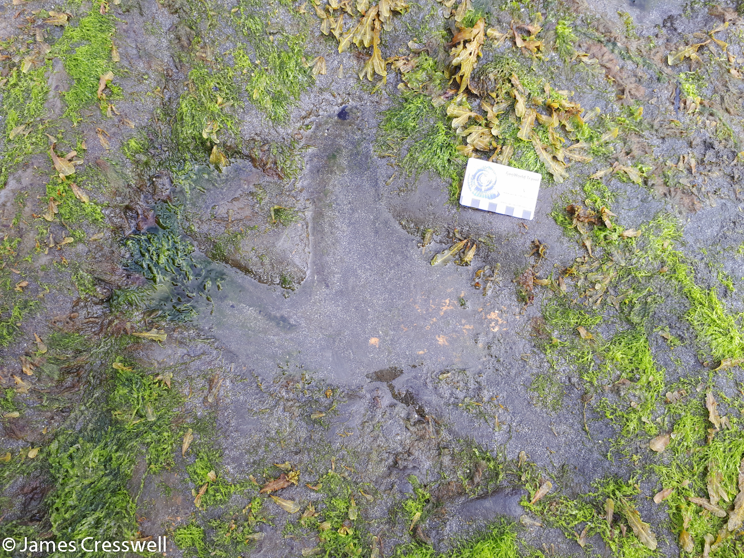 Ornithopod dinosaur track at An Corran
