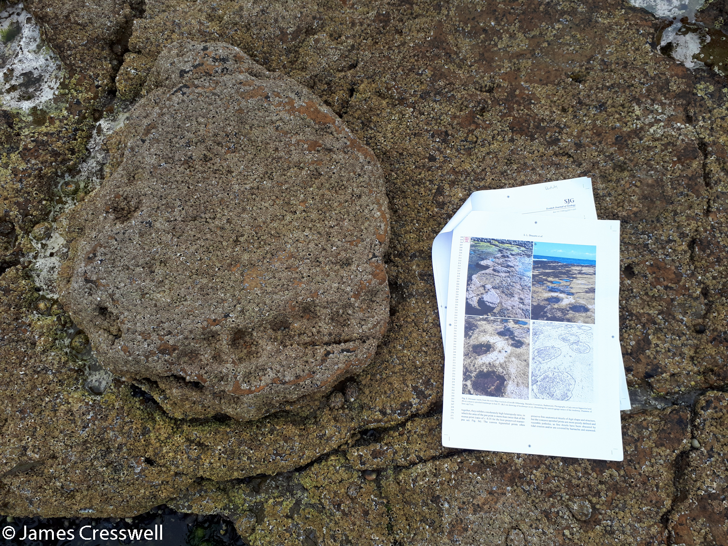 A sauropod track and scientific paper describing the trackway at Duntulm