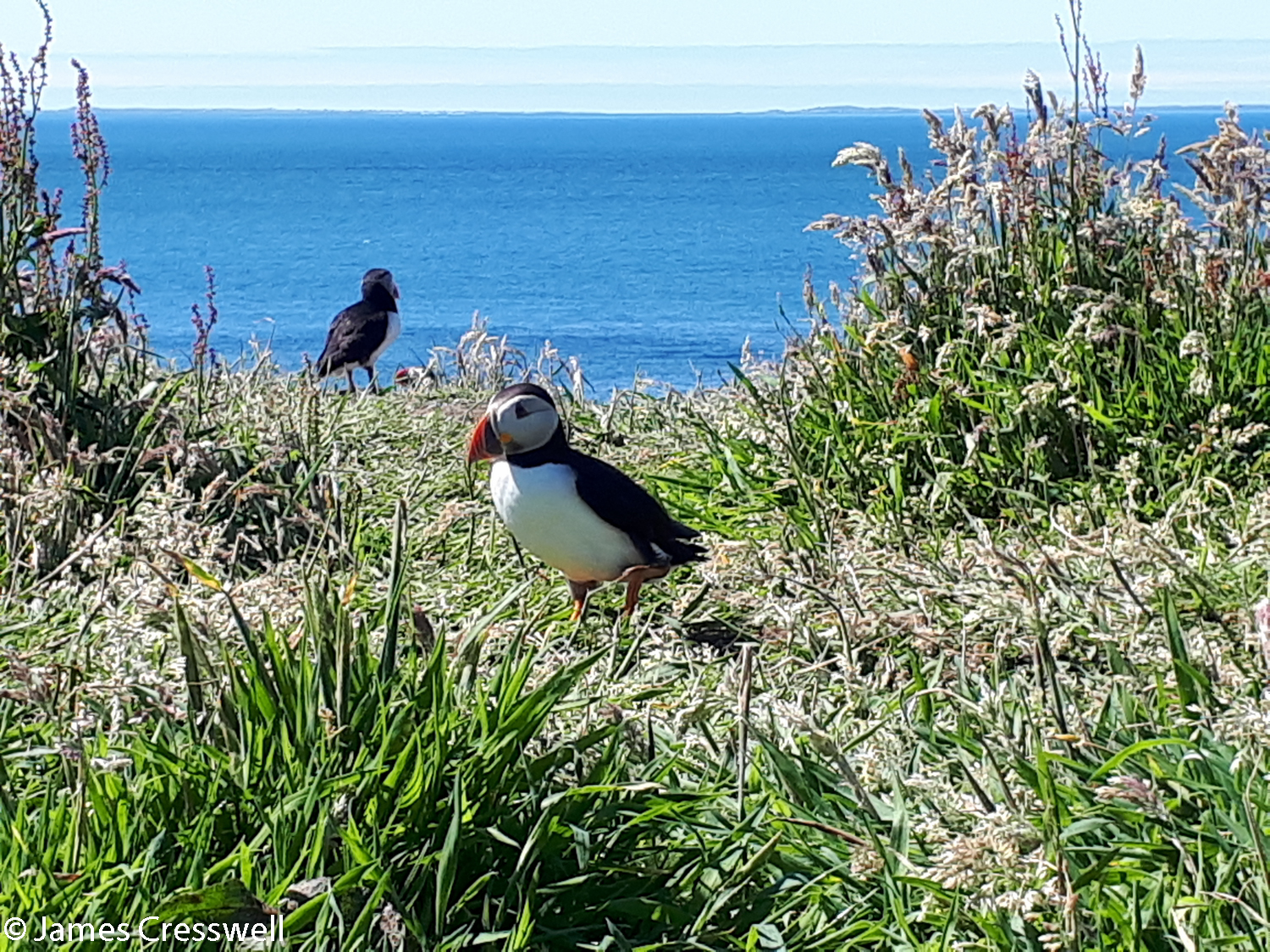 Puffins