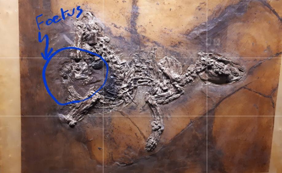 Fossilised pregnant horse