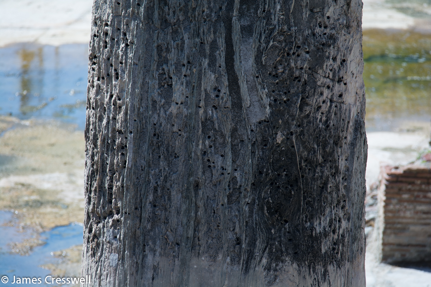 Stone pillar with holes bored by marine molluscs.
