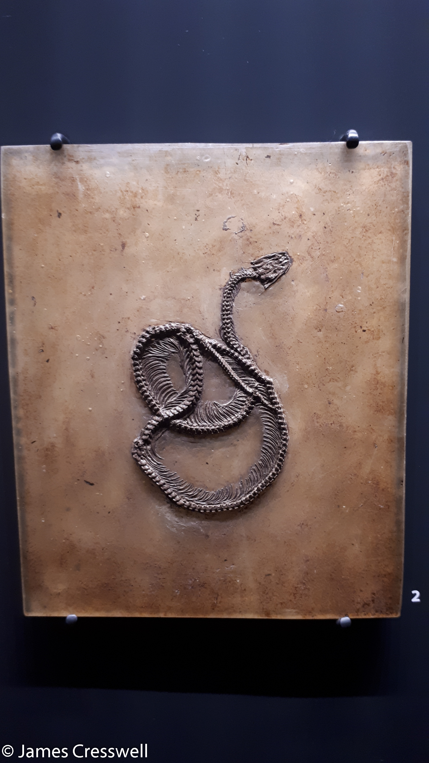 Fossilised snake