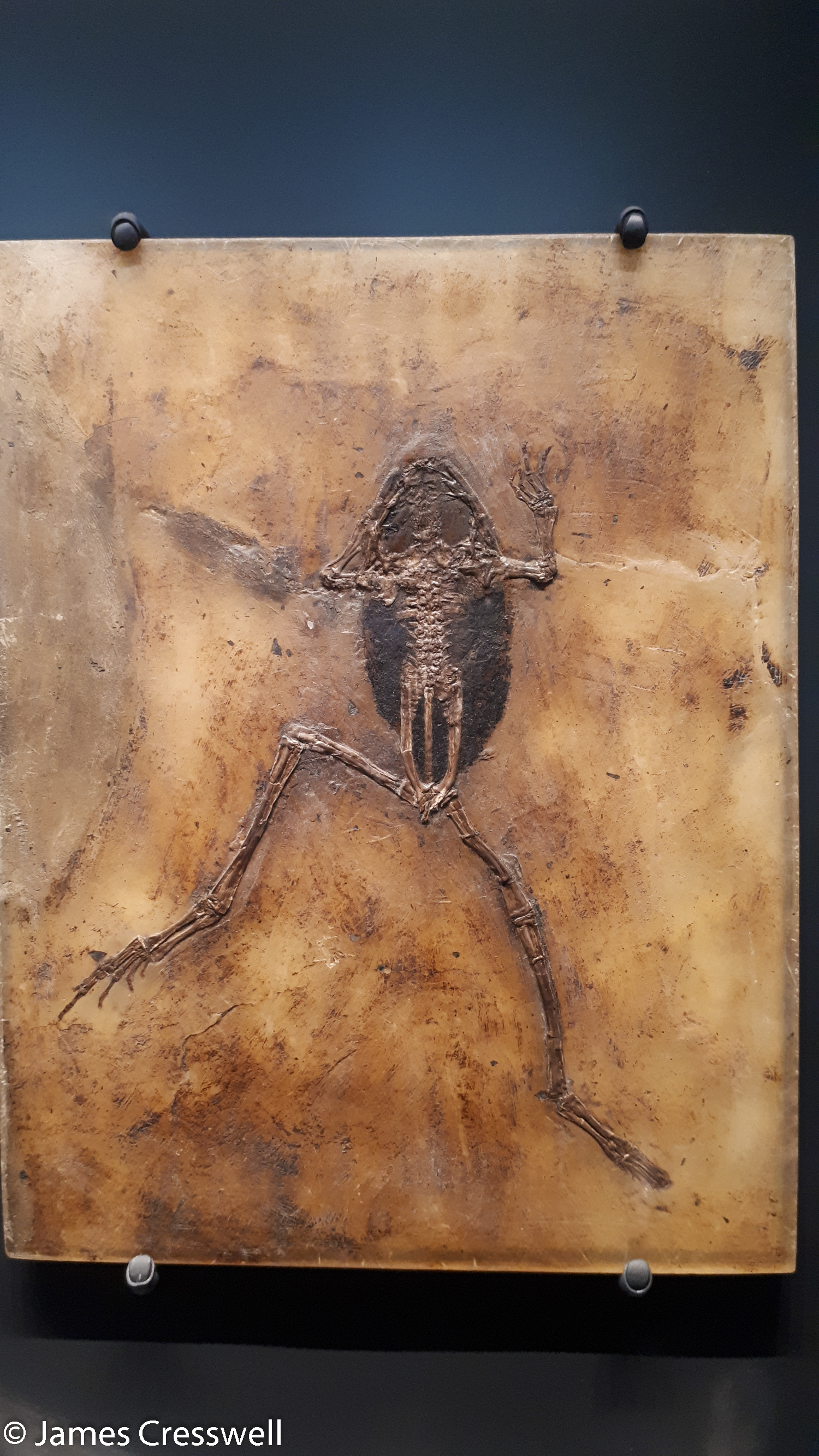 Fossilised frog
