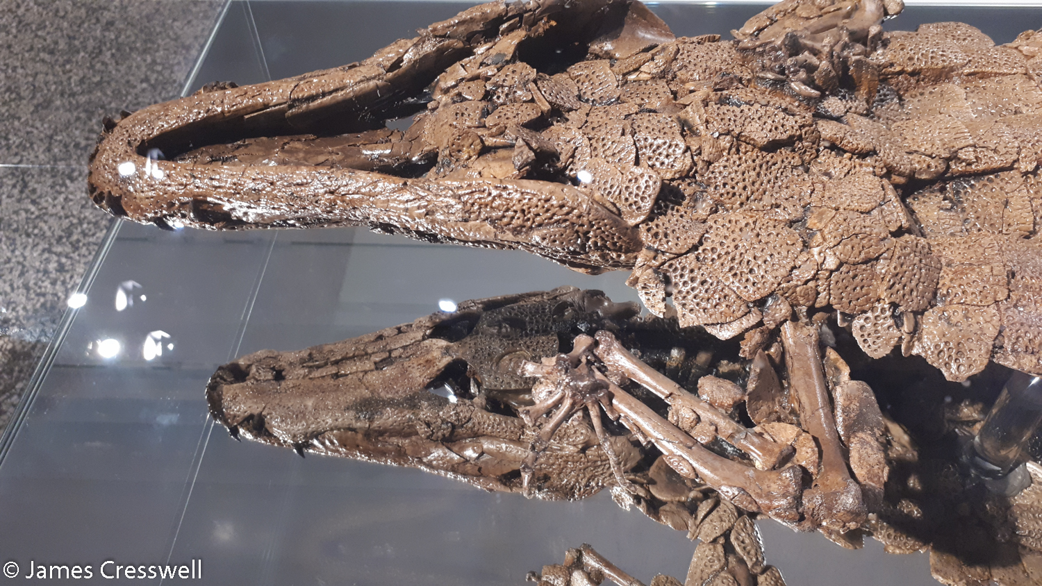 Fossilised crocodile