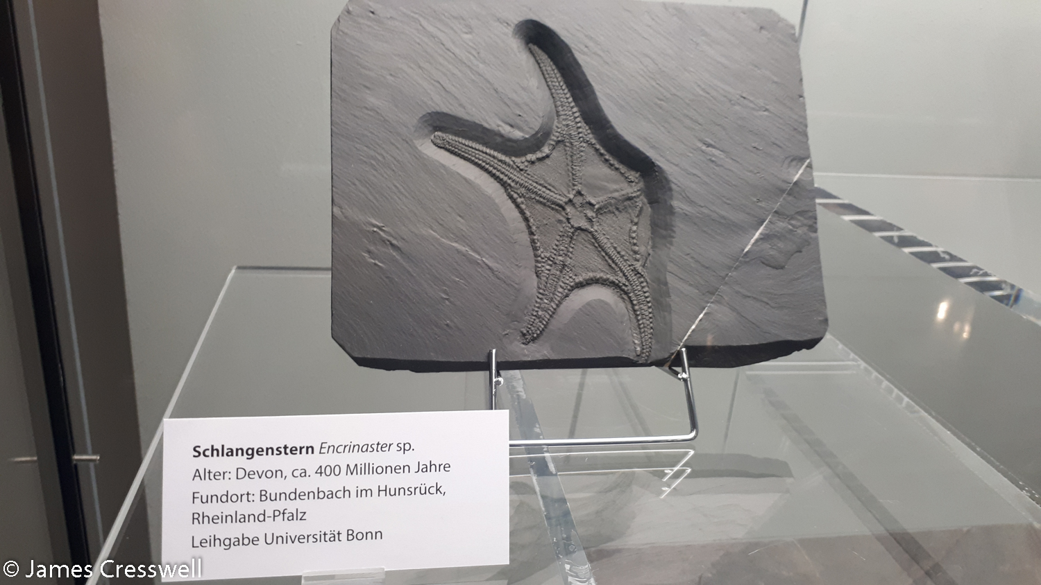 Fossilised starfish
