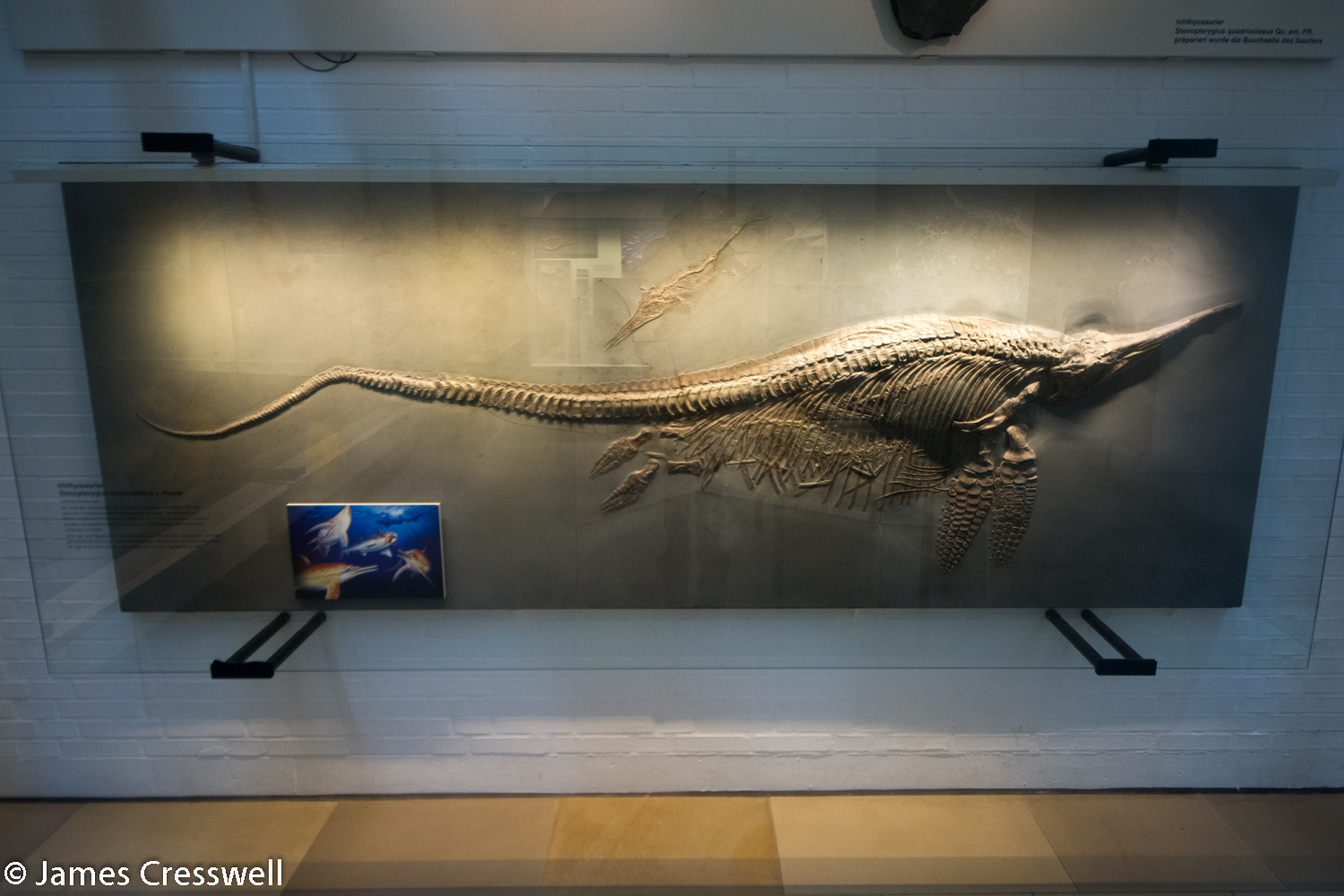 Pregnant ichthyosaur fossil