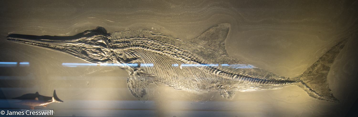 Ichthyosaur fossil