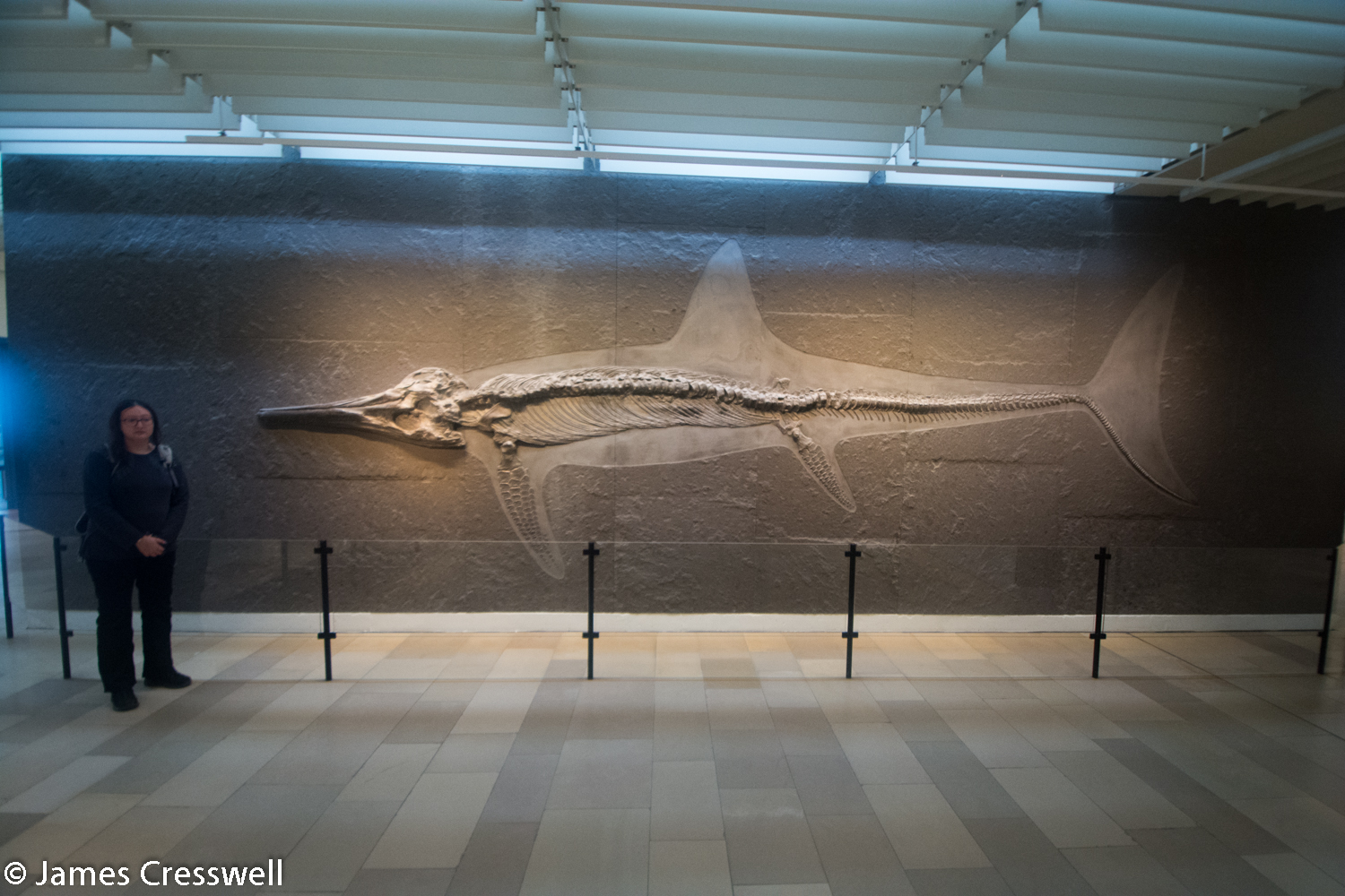 Lady standing next to an ichthyosaur fossil