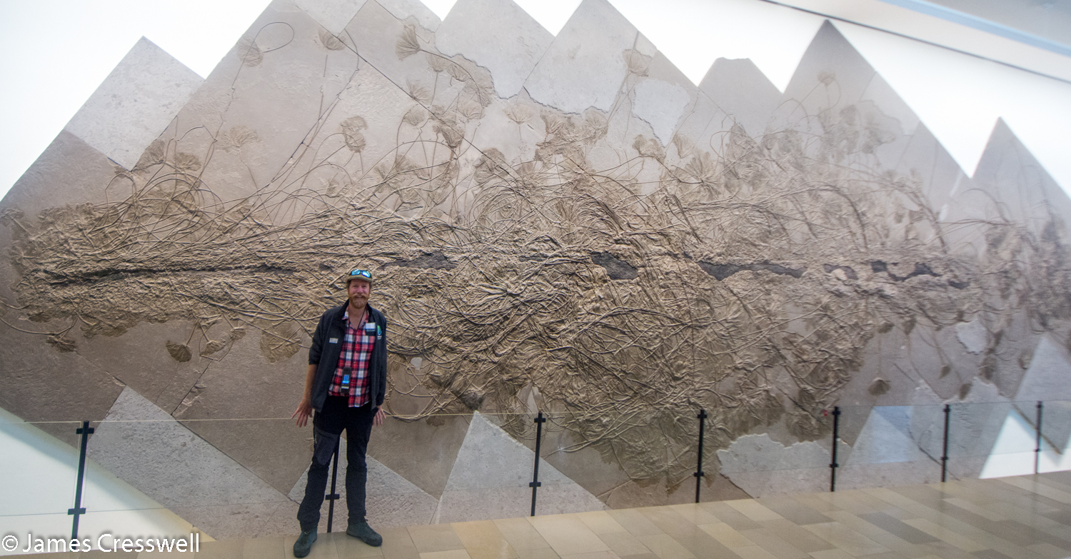 Man standing next to 18m crinoid fossil