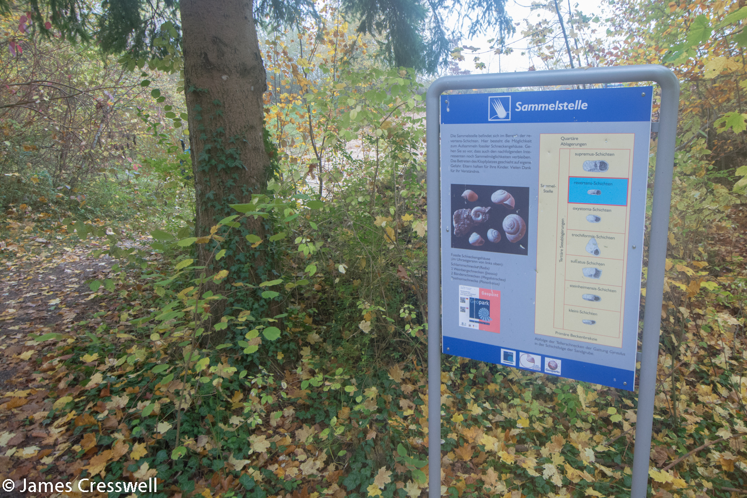 An information board in a wood