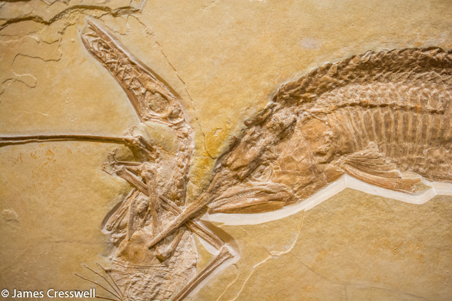 Fossilised fish eating a pterosaur