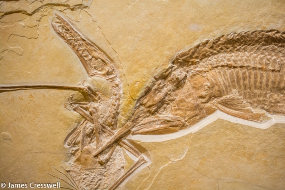 Fossilised fish eating a pterosaur