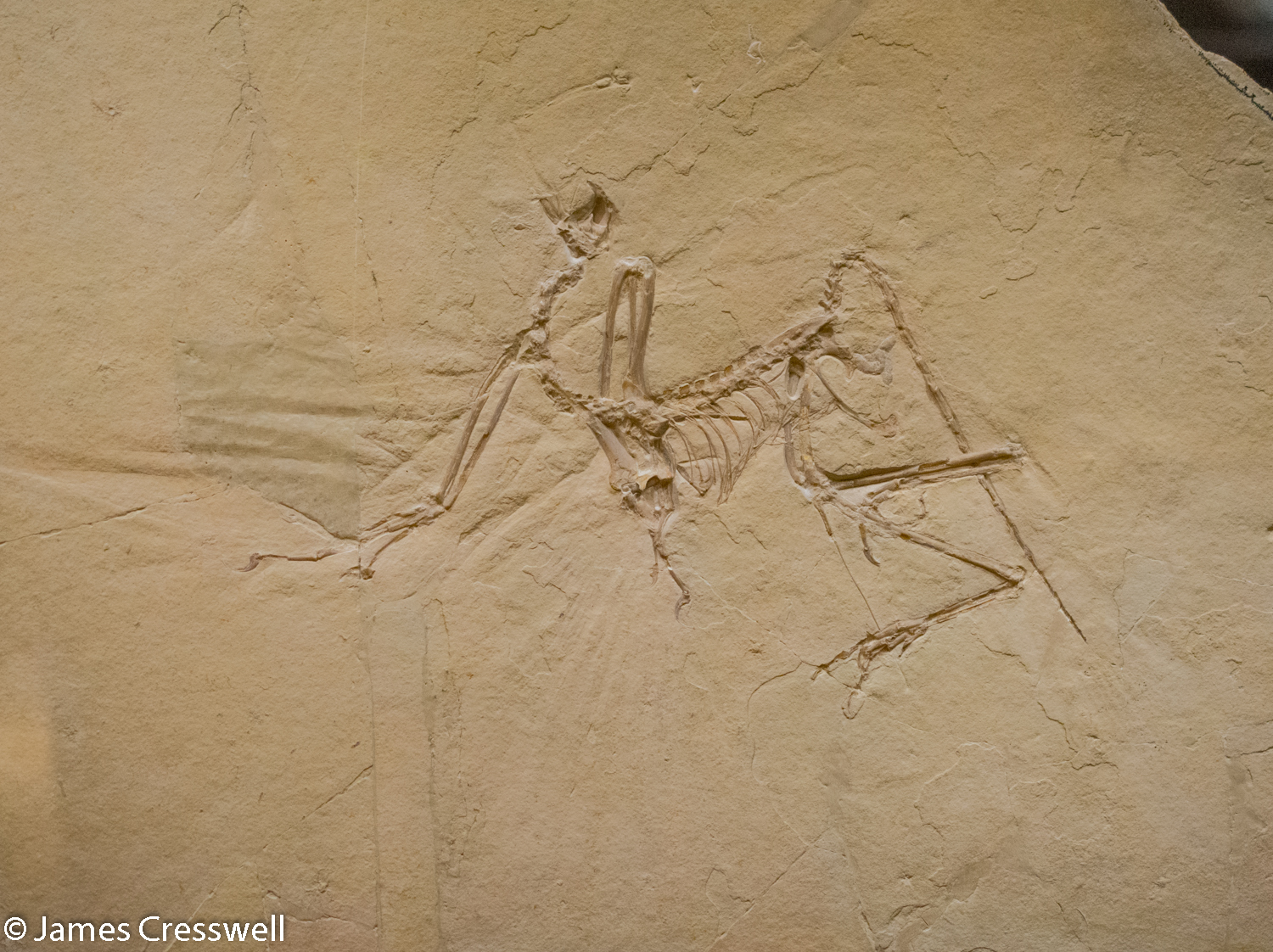 Archaeopteryx fossil