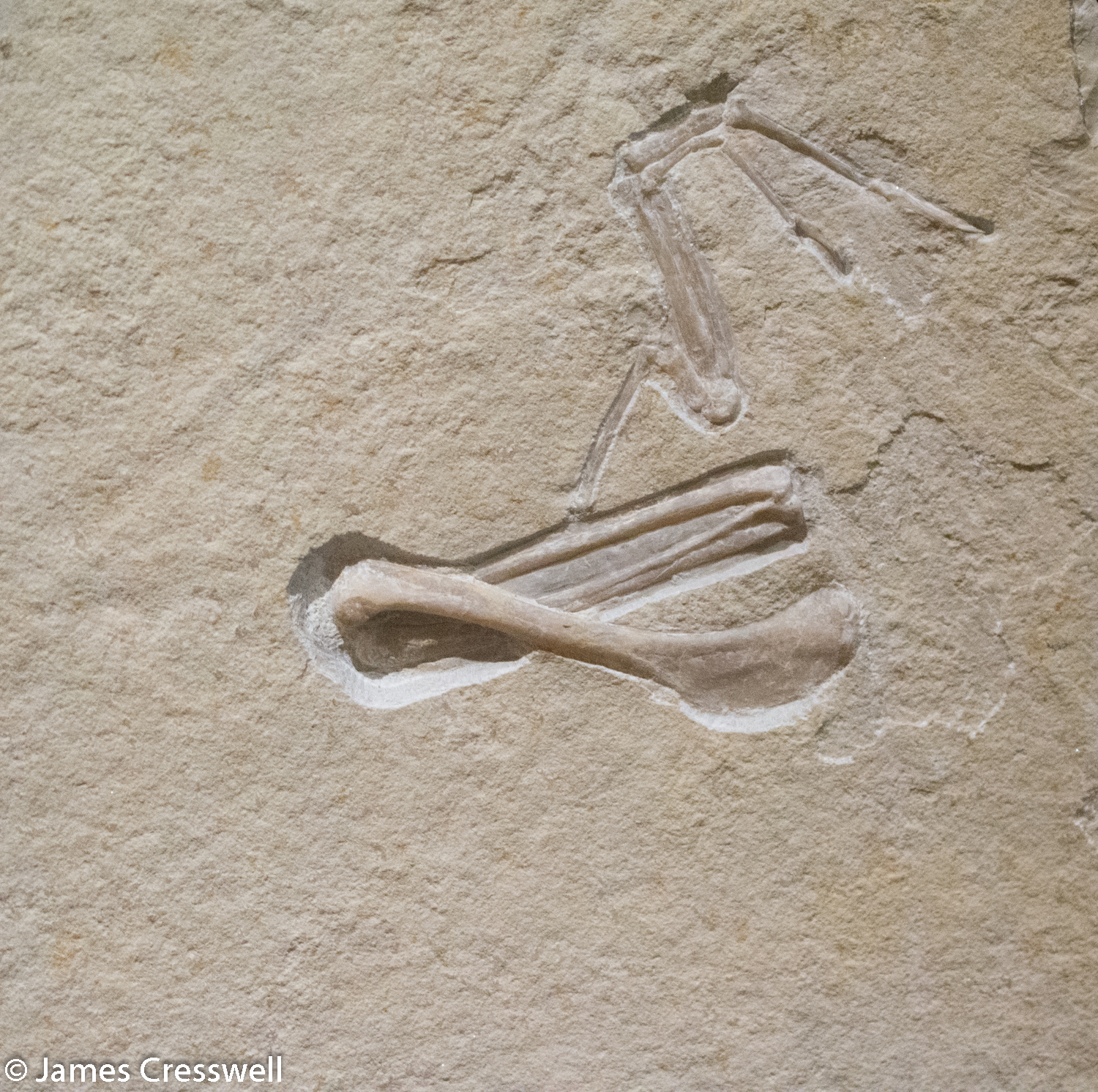 Archaeopteryx fossil