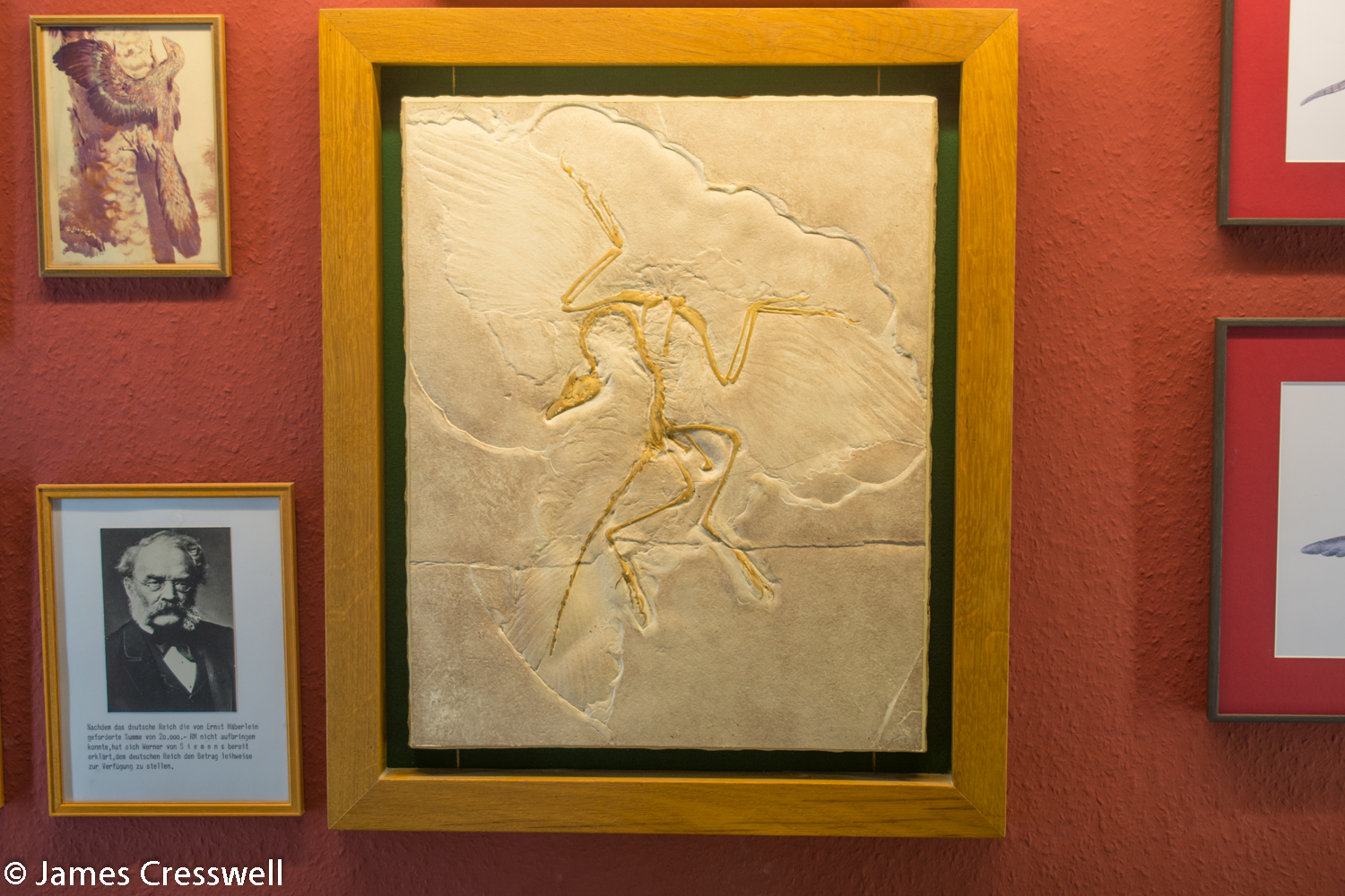 Fossil cast in a frame