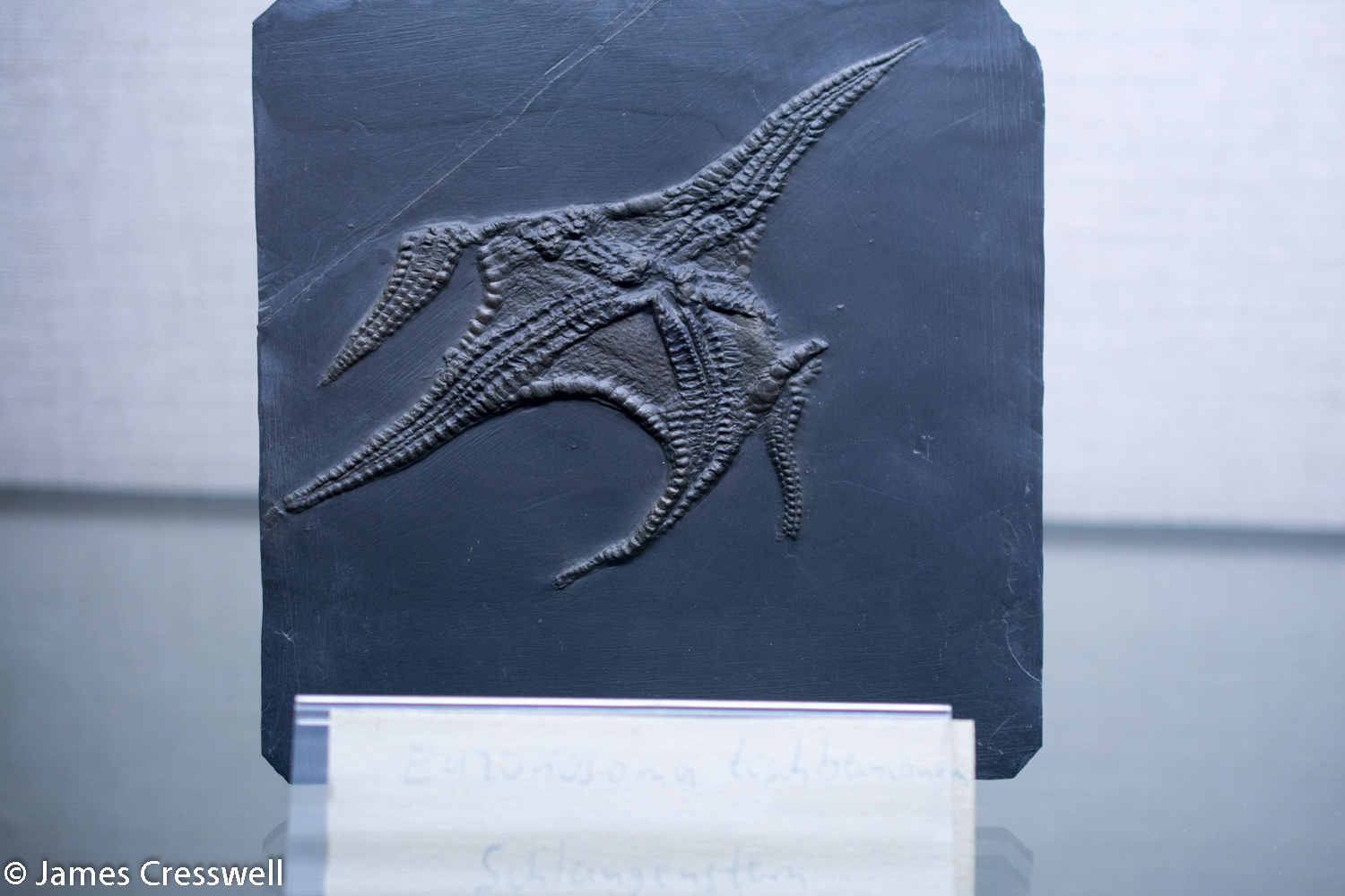 An echinoderm fossil