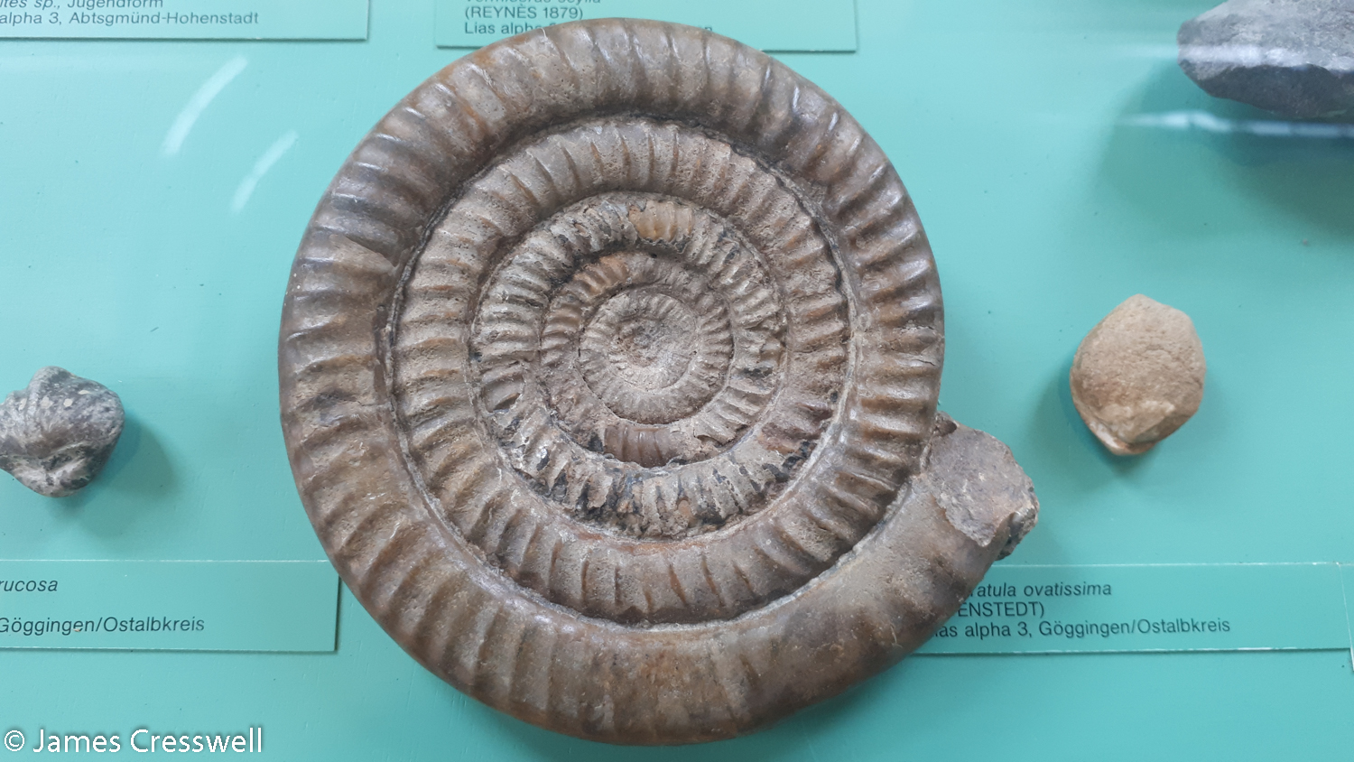 Large ammonite