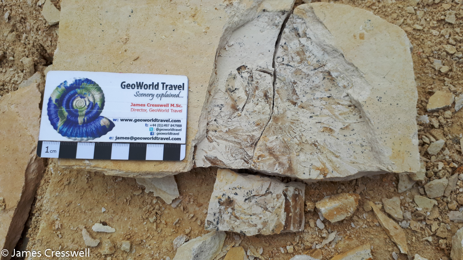 Part of a fossilised fish