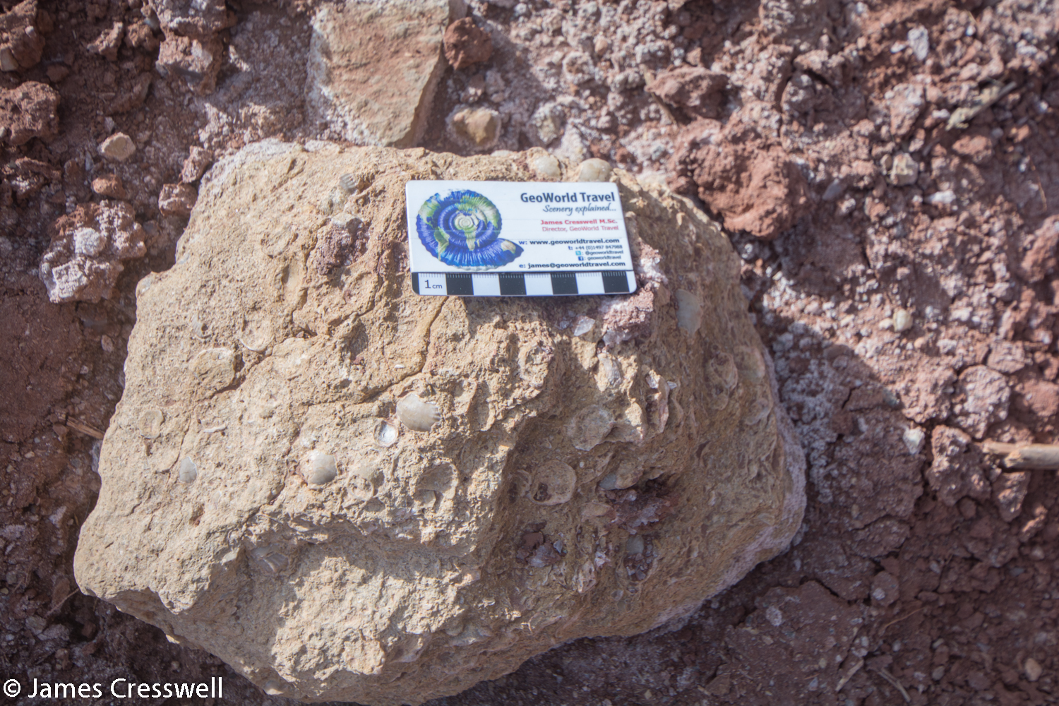 Jurassic limestone rock with brachiopod fossils