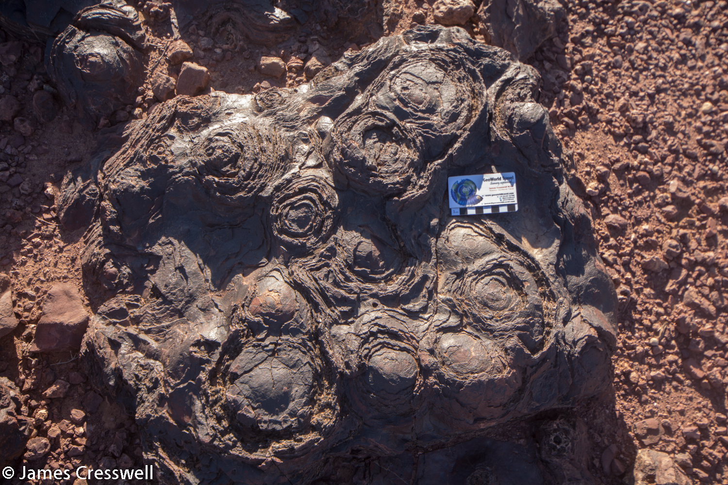 Close-up of Edicarian stromatolites