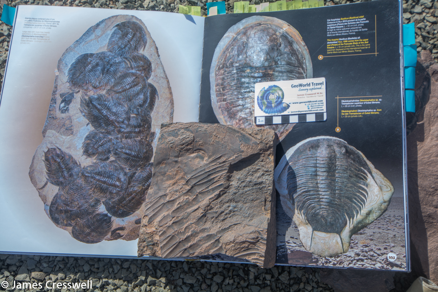 Pages in a book about trilobites